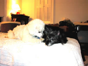 A blind & deaf white dog is snuggling up to a blind and partially deaf black dog with an autoimmune disease.